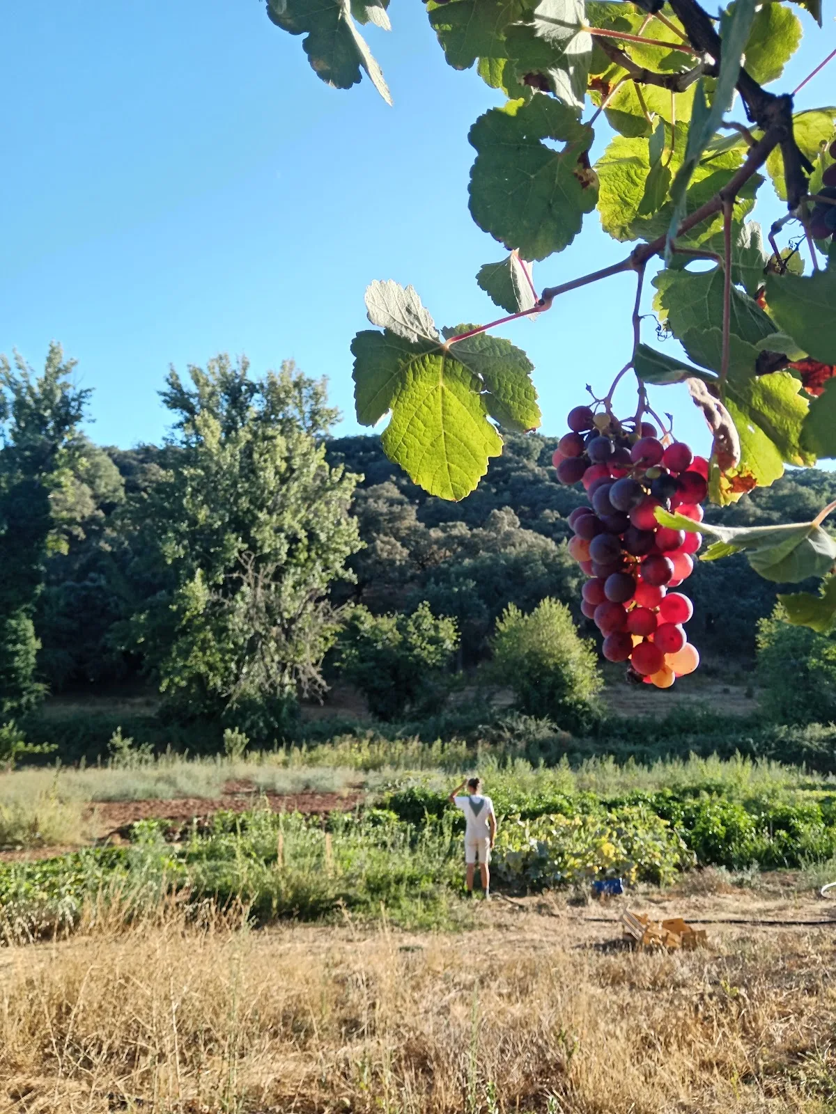 Finca Montefrío photo 3