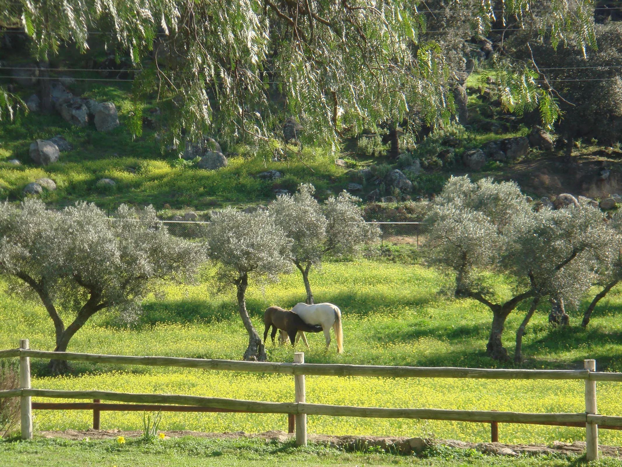 Cortijo Algamasilla photo 6
