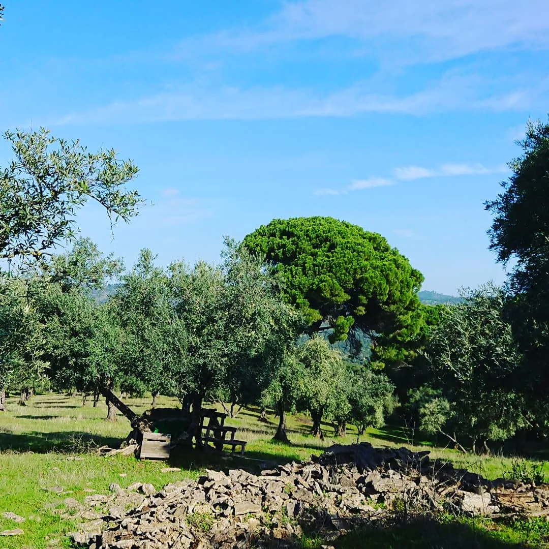 Cortijo Almazara Quintanilla photo 3
