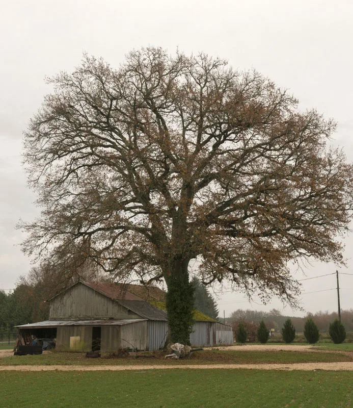 Le Grand Chêne photo 4