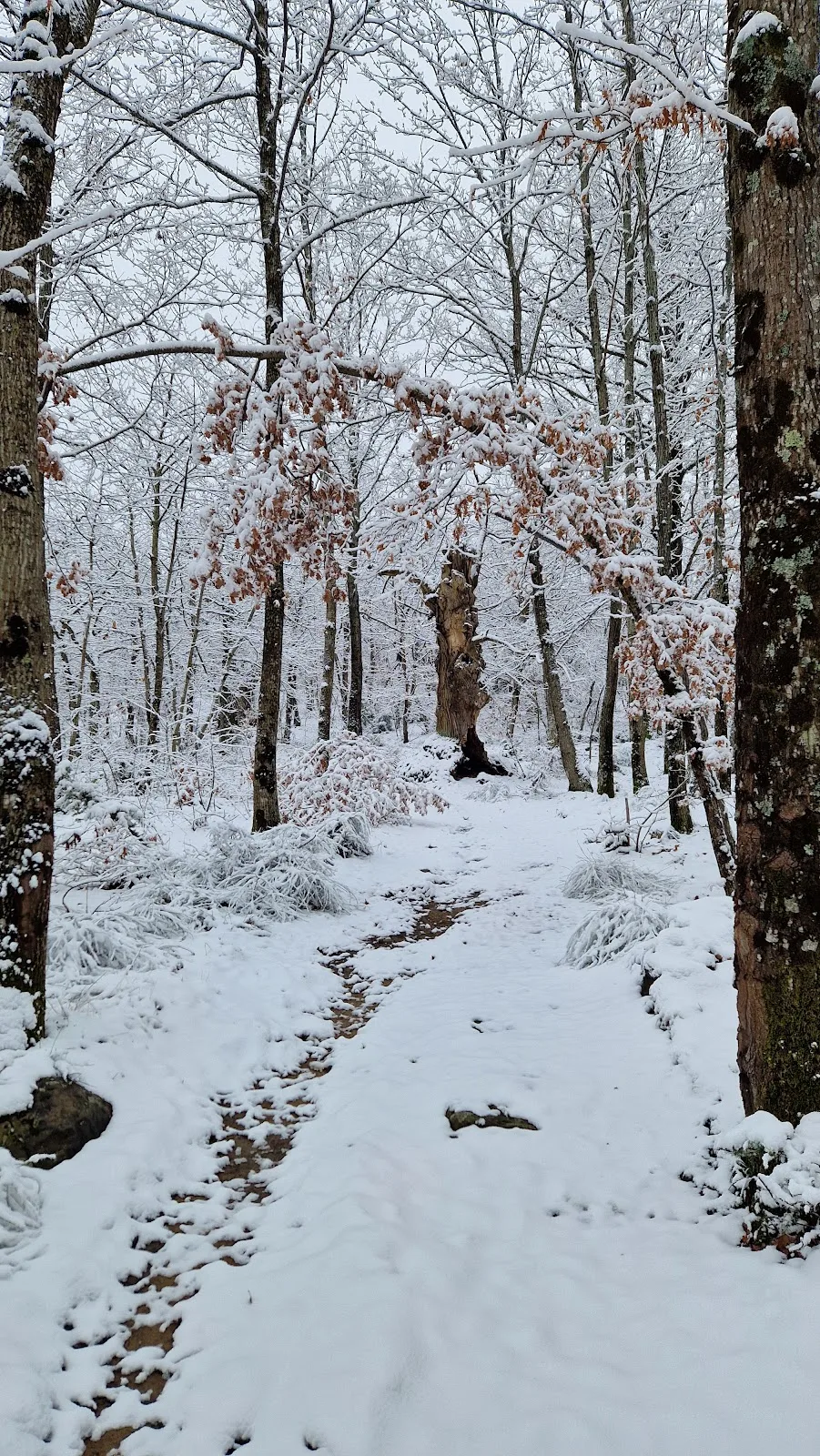 Il Respiro del Bosco photo 4