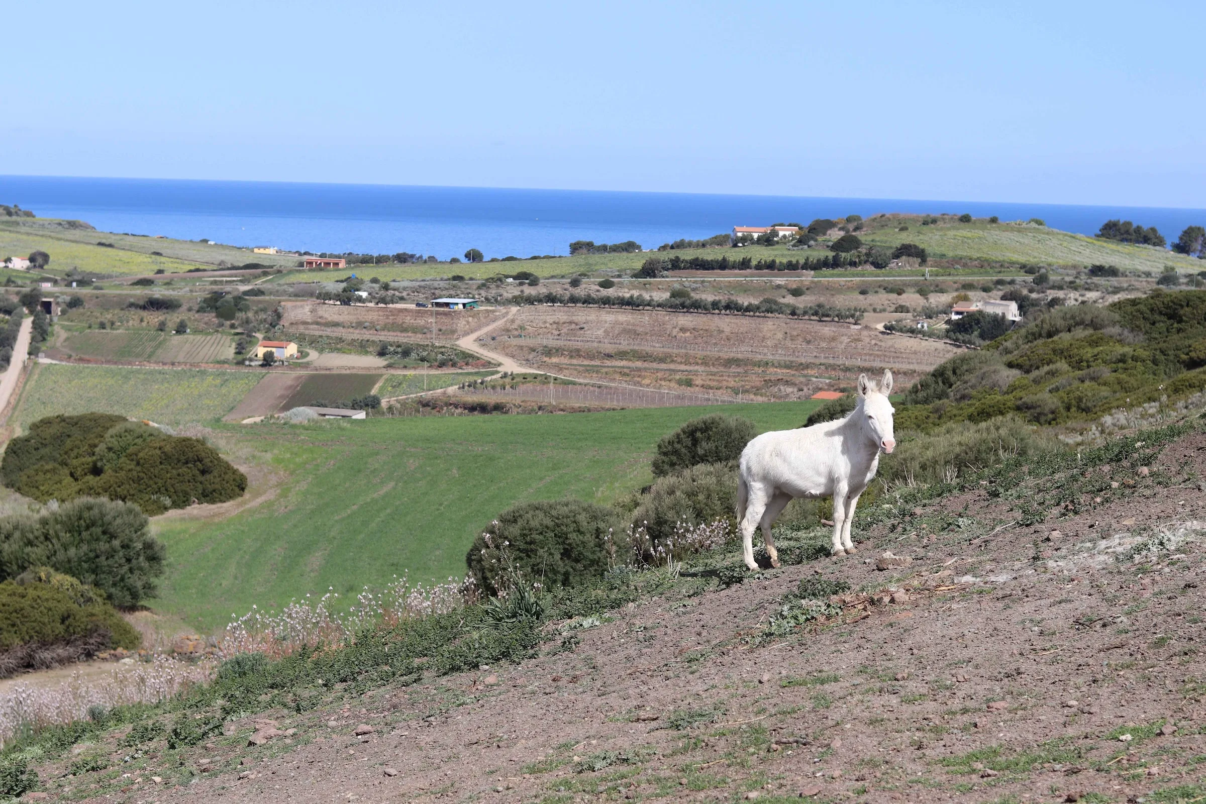 Location de masseria à Città metropolitana di Sassari — photo 3