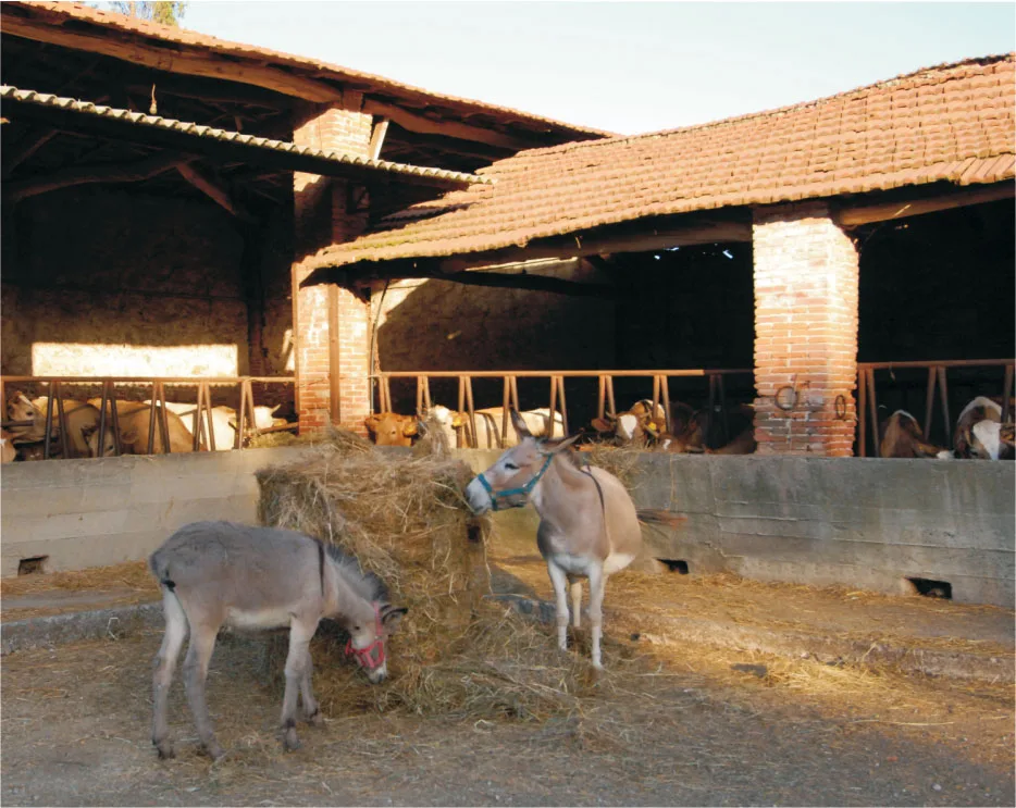 Agriturismo Fattoria Bigongiari photo 3