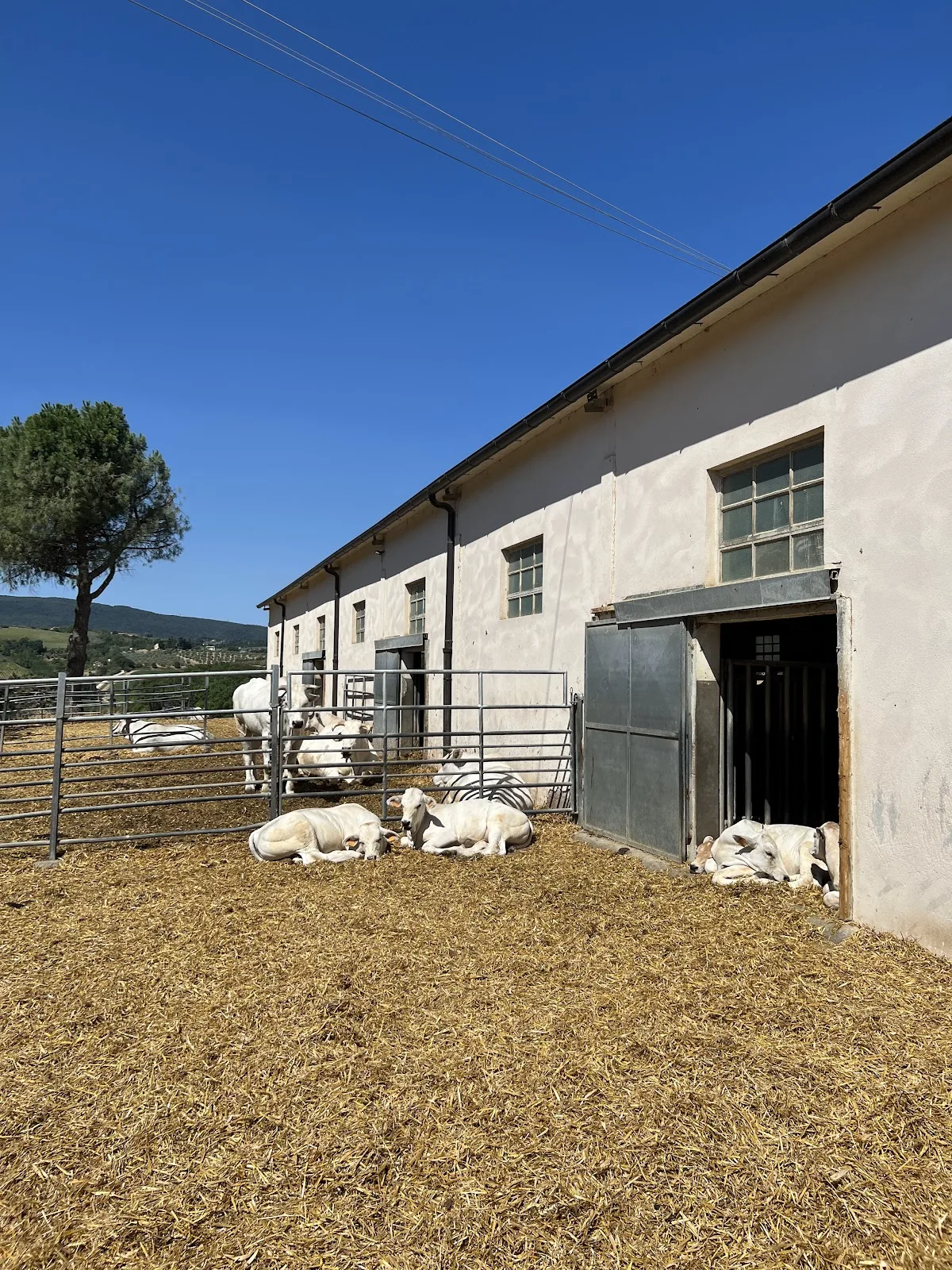 Fattoria Poggio Alloro photo 5