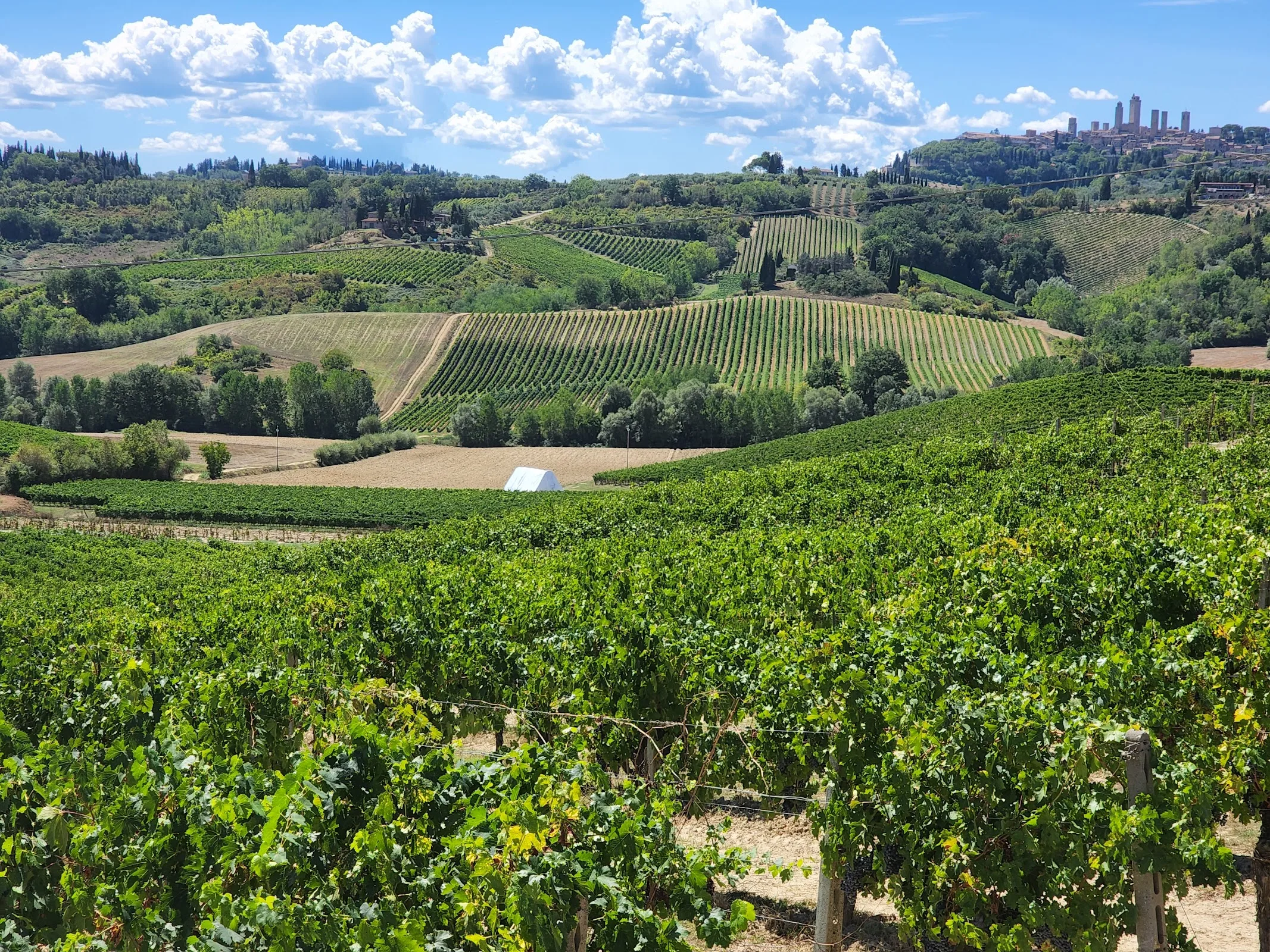 Fattoria Poggio Alloro photo 6