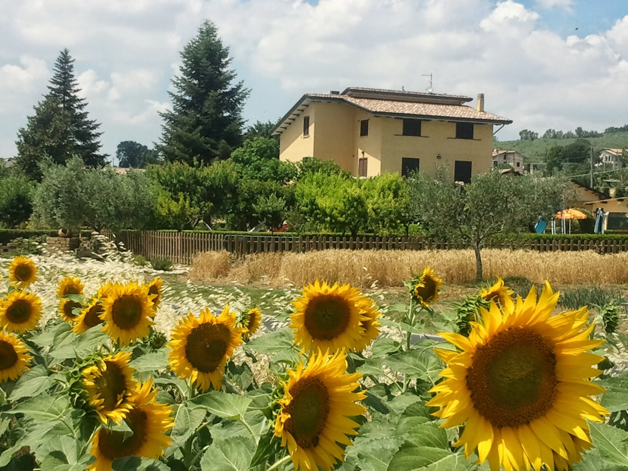 Farmhouse Il Girasole Assisi photo 6