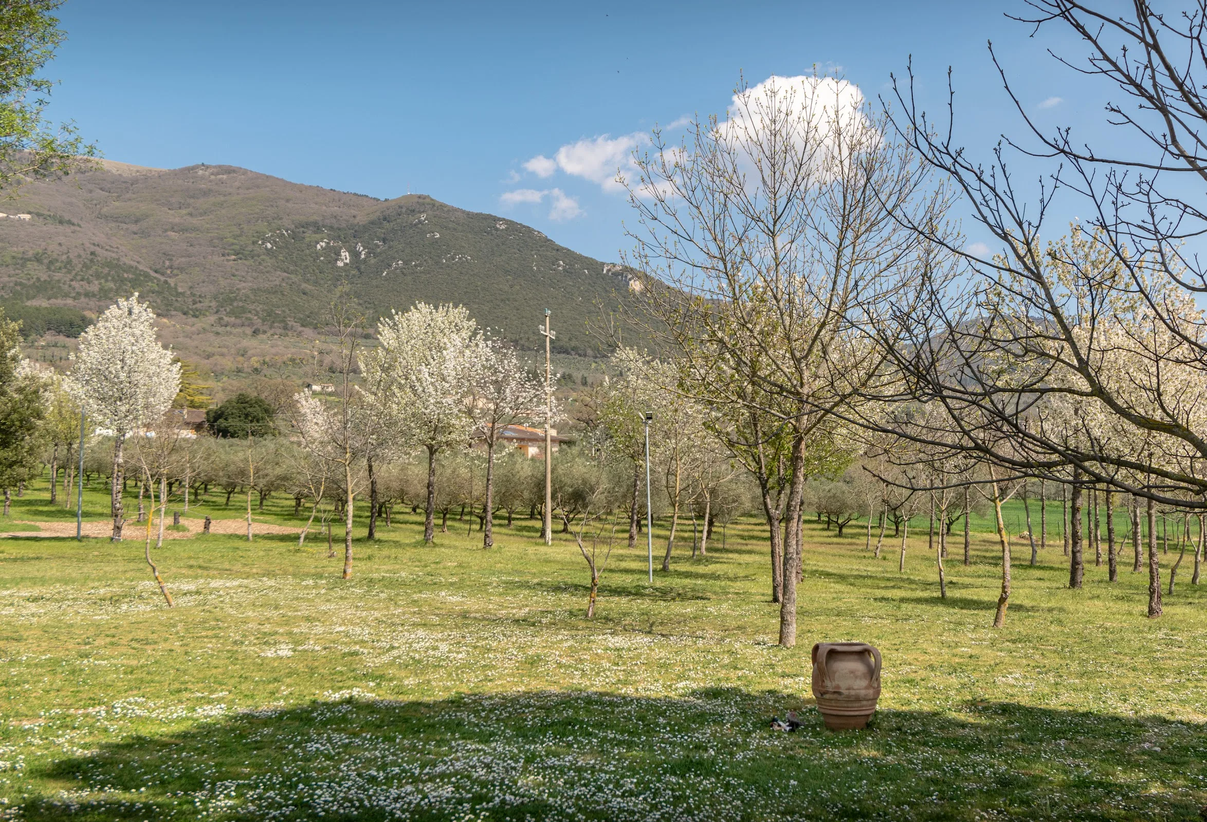 Il Giardino dei Ciliegi photo 6