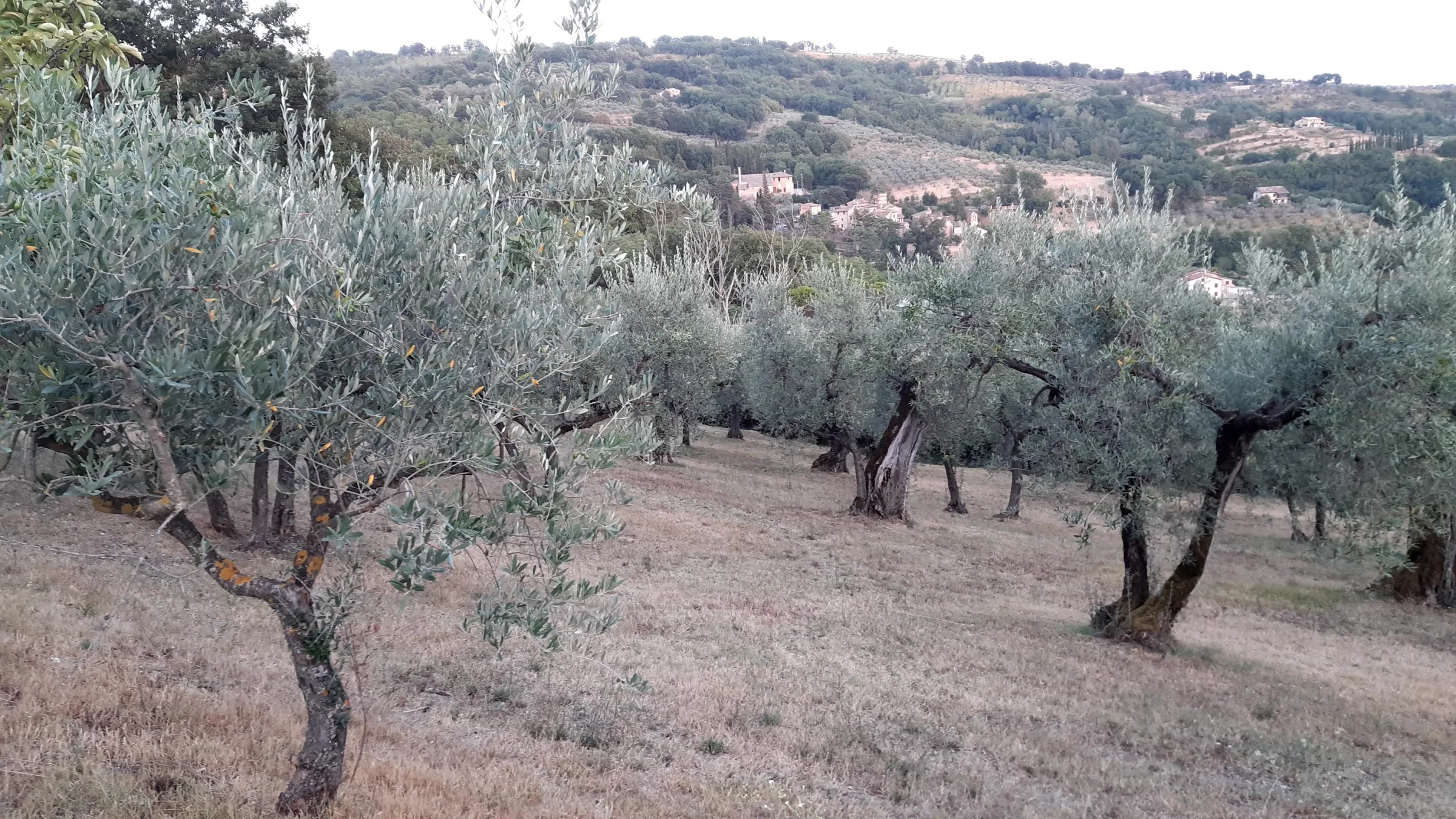 Agriturismo La Rocca Assisi photo 6