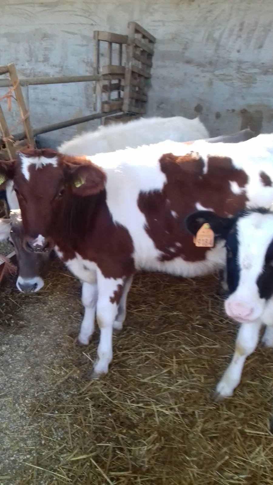 Jennery Farm photo 5