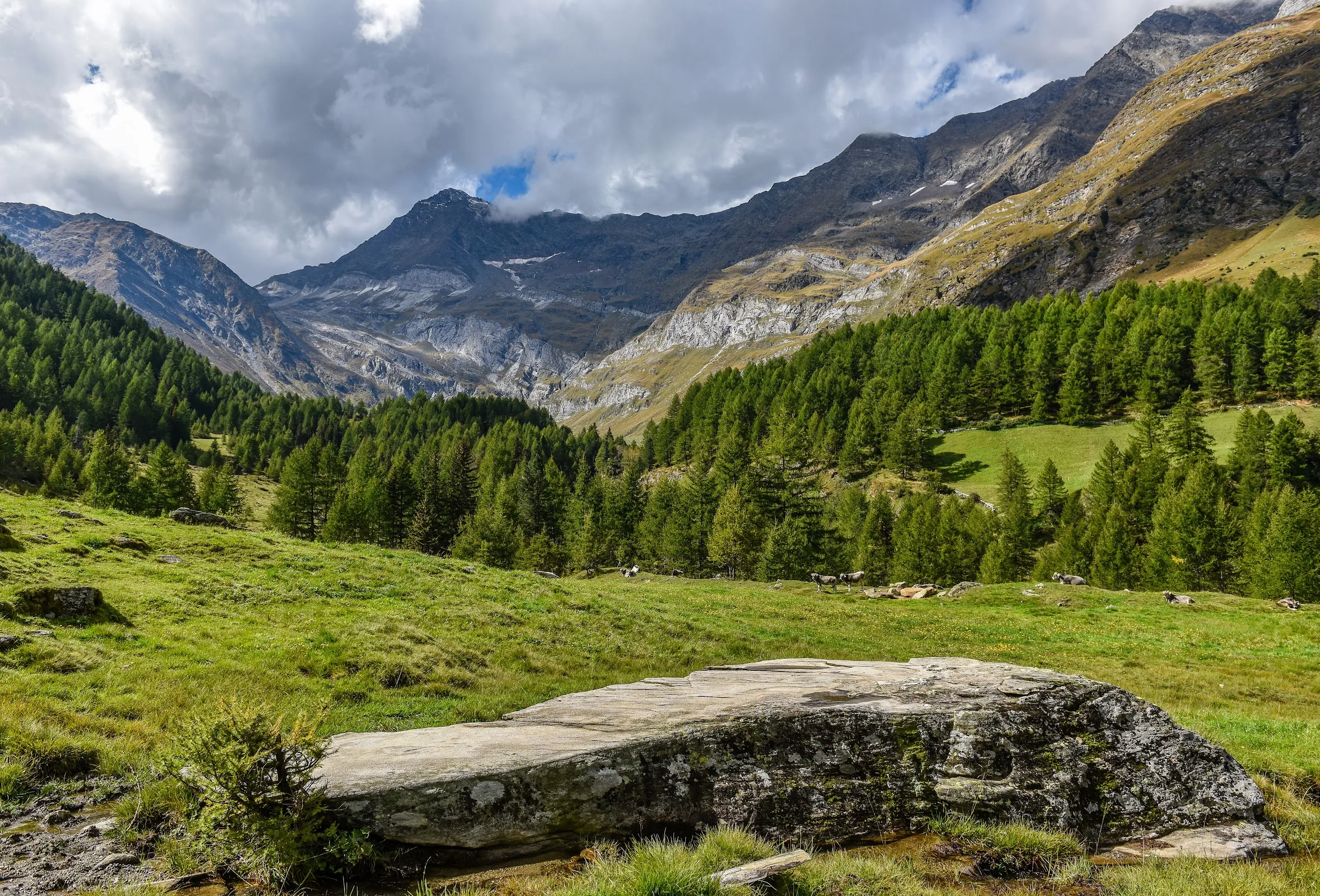 Lazins photo 5