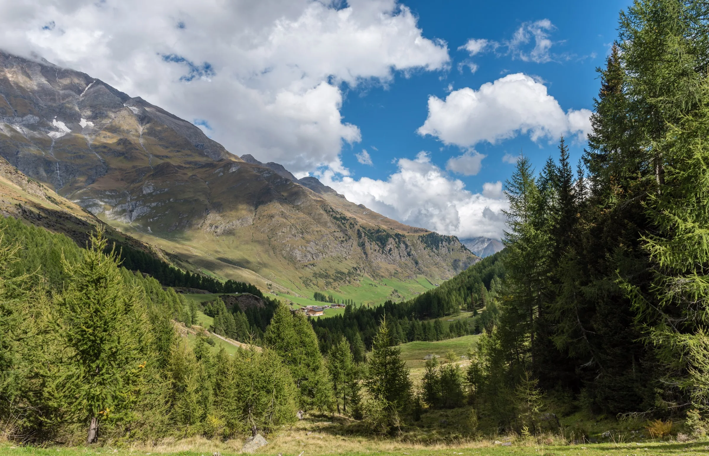 Lazins photo 6