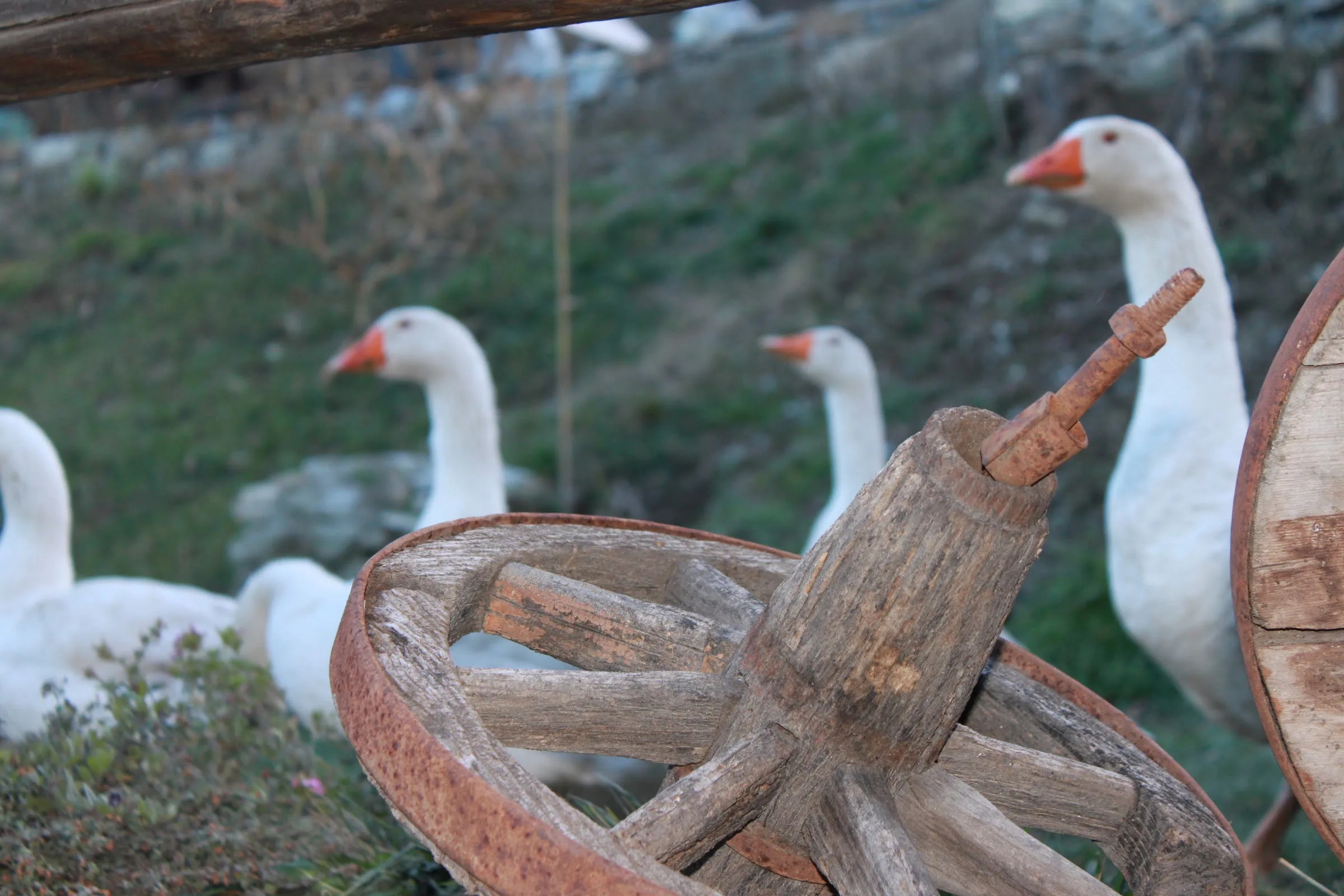 Il Noce e la Strega photo 5