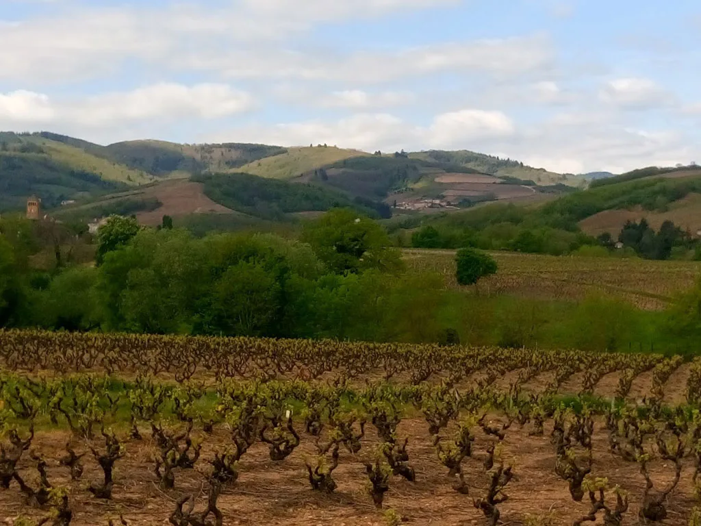Gite de l'Amandier photo 3