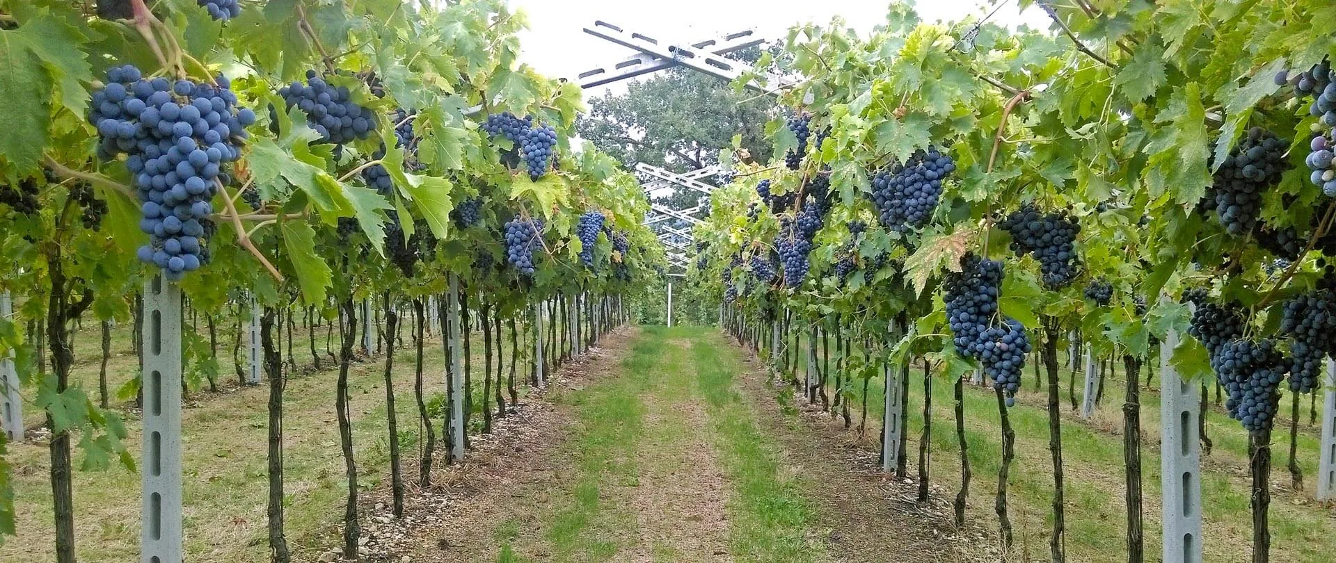 Cantina e Agriturismo Corte Merci