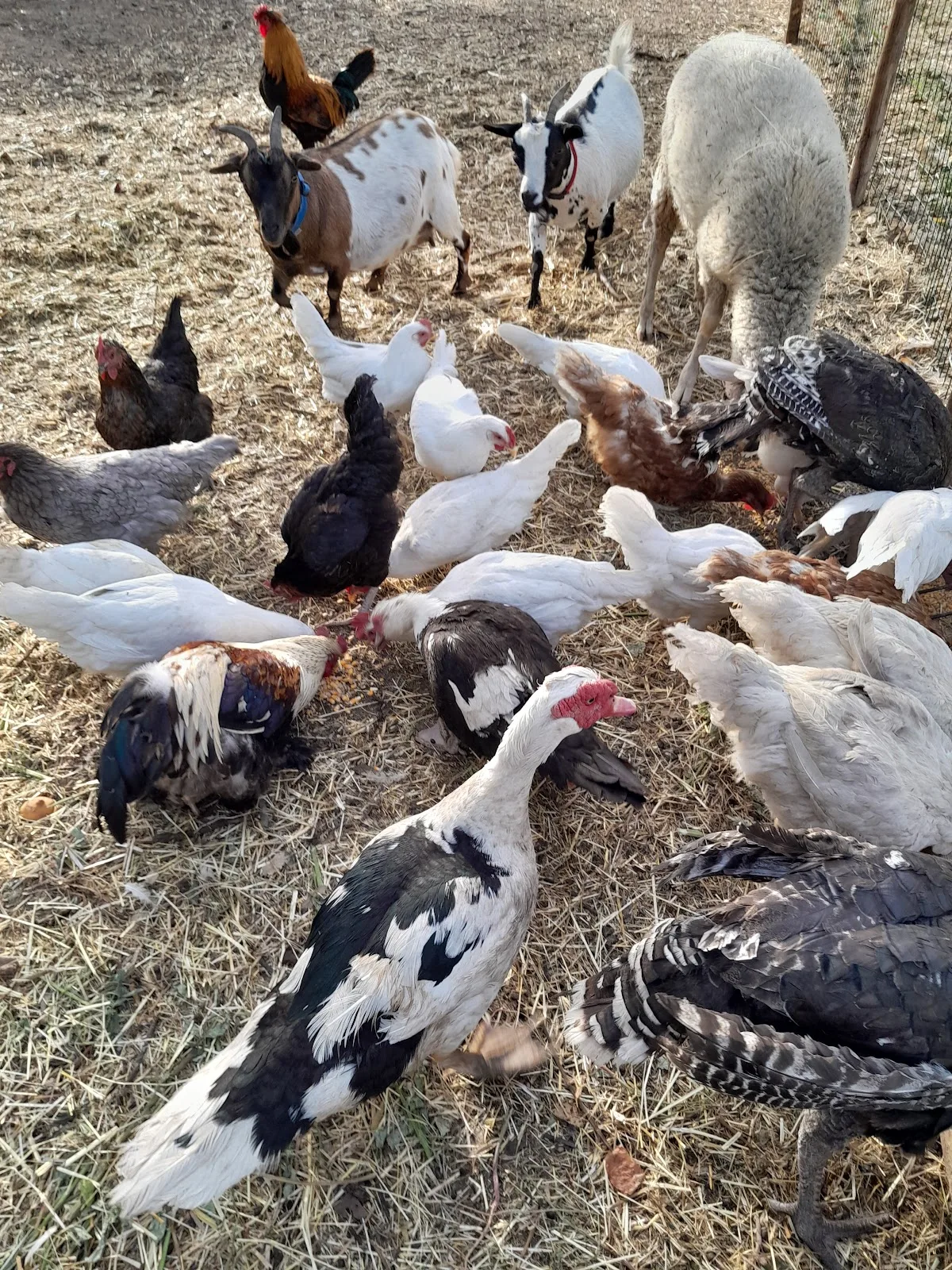 Agriresort Macchiacupa - Ariano Irpino (AV) photo 5
