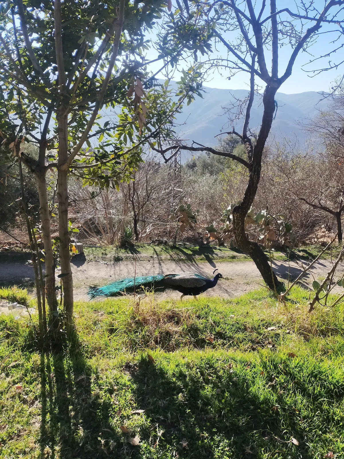 Cortijo Casería del Mercado.Finca ecológica con alojamiento rural. photo 6