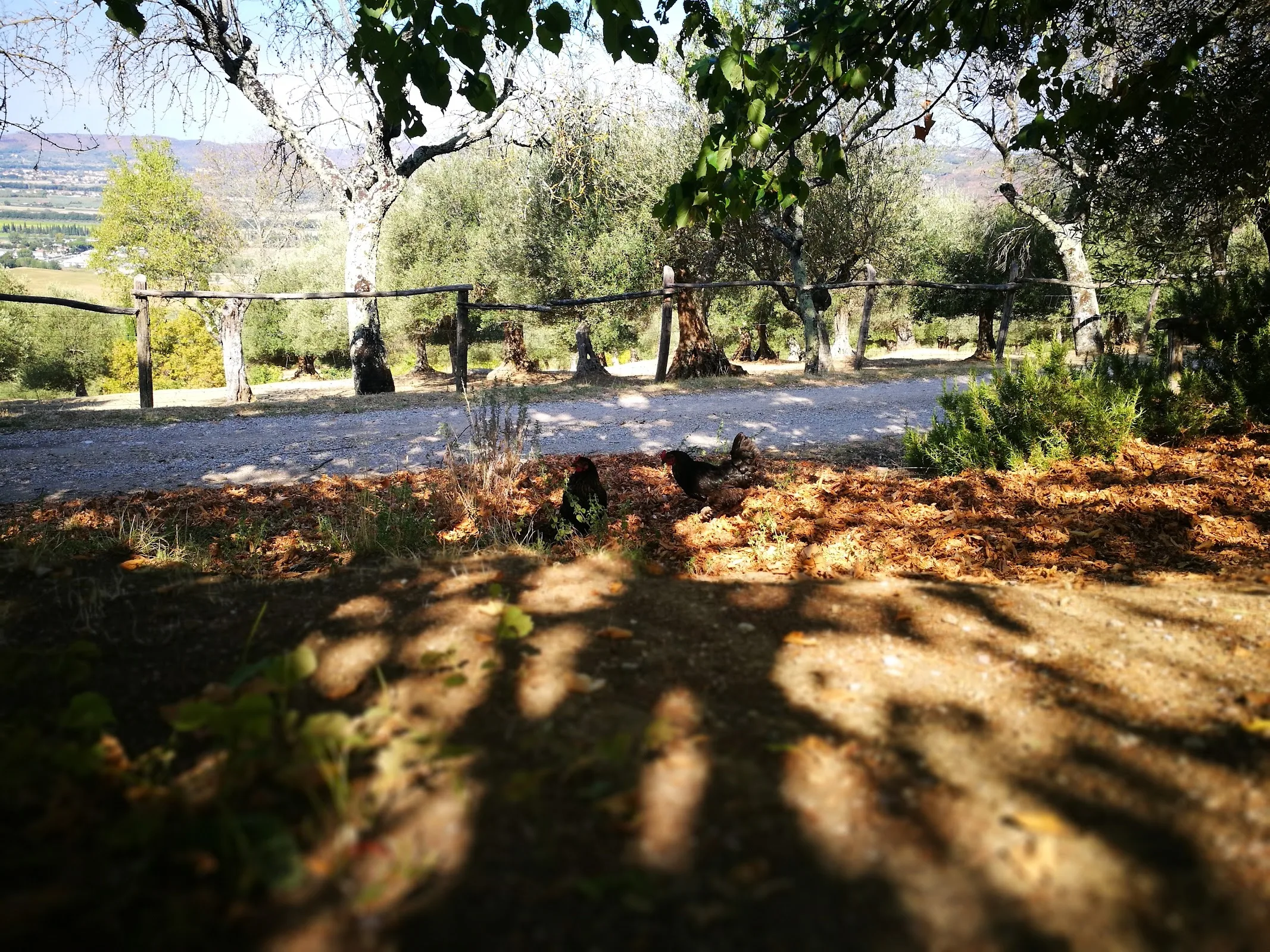 La Buona Terra photo 3